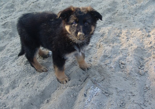 diva 2007 2008