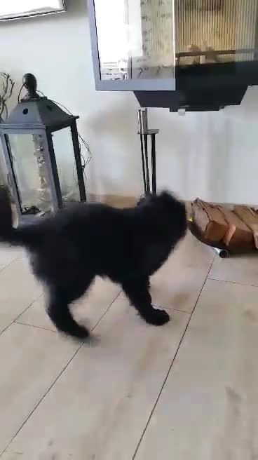 video-1457086431