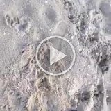 video-1457085865