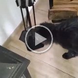 video-1457086049