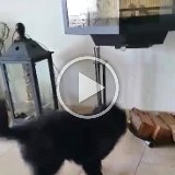 video-1457086431