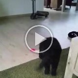 video-1457086580