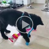 video-1457090017