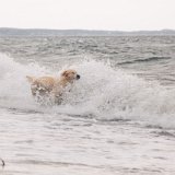 IMG 0248